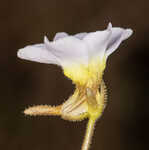 Small butterwort